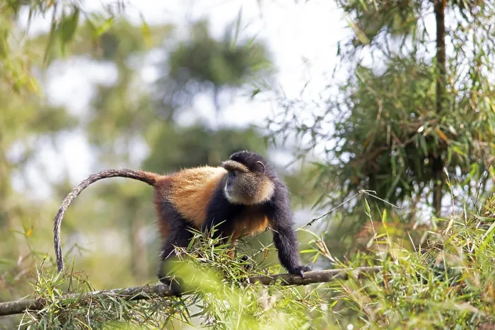 Framed Print : Golden Monkey Print, Virunga Volcanic Mountains, Rwanda Framed Print : Golden Monkey Print, Virunga Volcanic Mountains, Rwanda