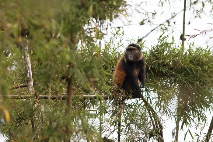 Framed Print : Golden Monkey in Bamboo Forest Print, Rwanda Framed Print : Golden Monkey in Bamboo Forest Print, Rwanda