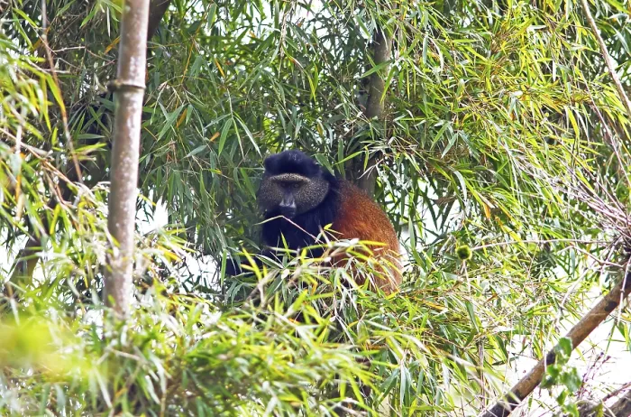 Framed Print : Golden Monkey in Bamboo Forest Print, Rwanda Framed Print : Golden Monkey in Bamboo Forest Print, Rwanda