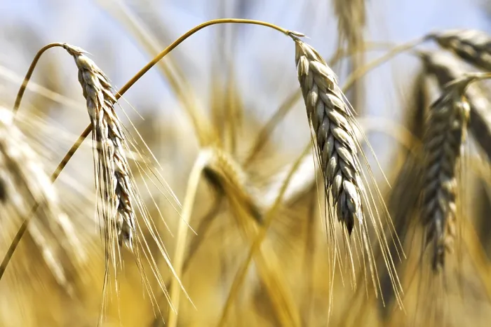 Framed Print : Golden Wheat Print - Harvest Landscape Framed Print : Golden Wheat Print - Harvest Landscape