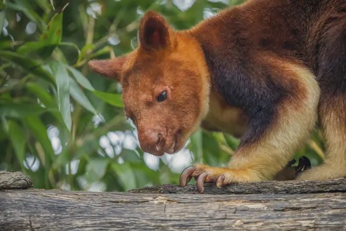 Framed Print : Goodfellow's Tree Kangaroo Print, Dendrolagus goodfellowi buergersi Framed Print : Goodfellow's Tree Kangaroo Print, Dendrolagus goodfellowi buergersi