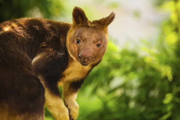 Framed Print : Goodfellow's Tree Kangaroo Print, Dendrolagus goodfellowi buergersi Framed Print : Goodfellow's Tree Kangaroo Print, Dendrolagus goodfellowi buergersi