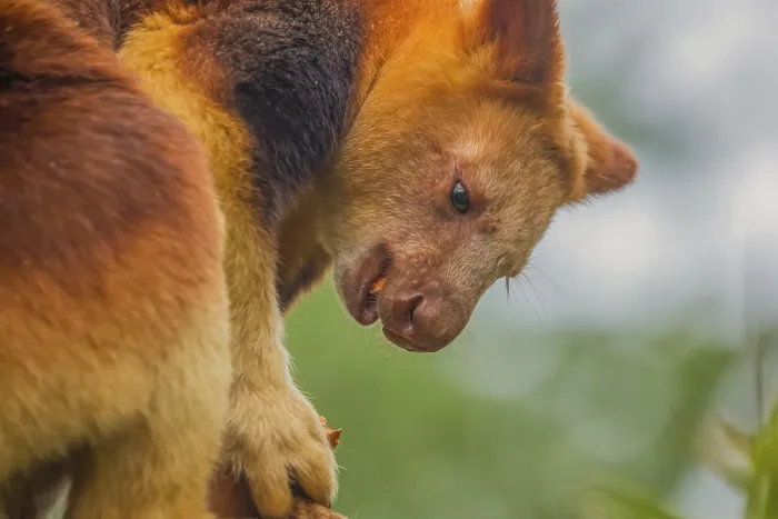Framed Print : Goodfellow's Tree Kangaroo Print, Dendrolagus goodfellowi buergersi Framed Print : Goodfellow's Tree Kangaroo Print, Dendrolagus goodfellowi buergersi