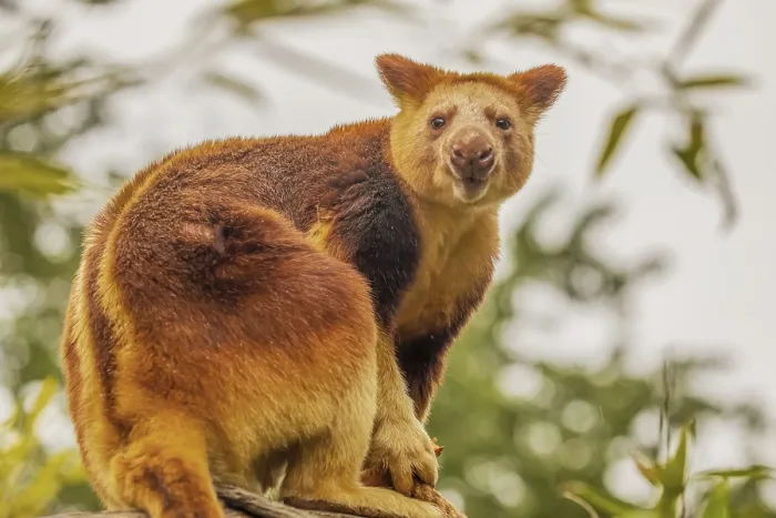 Framed Print : Goodfellow's Tree Kangaroo Print, Dendrolagus goodfellowi buergersi Framed Print : Goodfellow's Tree Kangaroo Print, Dendrolagus goodfellowi buergersi