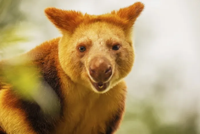 Framed Print : Goodfellow's Tree Kangaroo Print, Dendrolagus goodfellowi buergersi Framed Print : Goodfellow's Tree Kangaroo Print, Dendrolagus goodfellowi buergersi