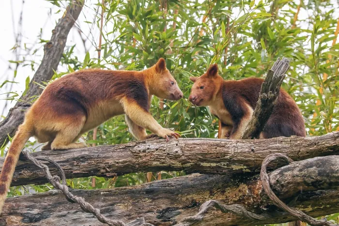 Framed Print : Goodfellow's Tree Kangaroo Print, Dendrolagus goodfellowi buergersi Framed Print : Goodfellow's Tree Kangaroo Print, Dendrolagus goodfellowi buergersi
