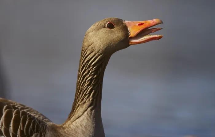 Framed Print : Goose Beak Print by ImageBROKER Framed Print : Goose Beak Print by ImageBROKER
