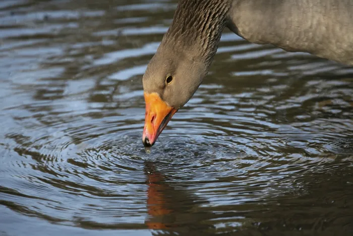 Framed Print : Goose by the Water Print Framed Print : Goose by the Water Print