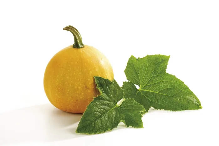 Framed Print : Gourd (Cucurbita) Print Framed Print : Gourd (Cucurbita) Print