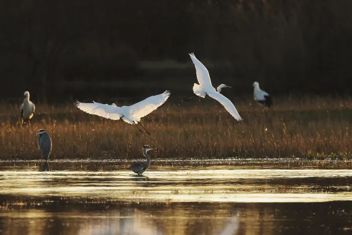 Framed Print : Emporda Wetlands: Egrets in Flight Print Framed Print : Emporda Wetlands: Egrets in Flight Print
