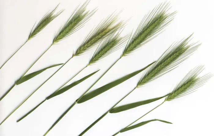Framed Print : Barley Grain Print Framed Print : Barley Grain Print