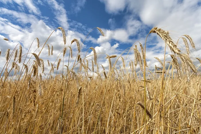 Framed Print : Golden Grain Field Print