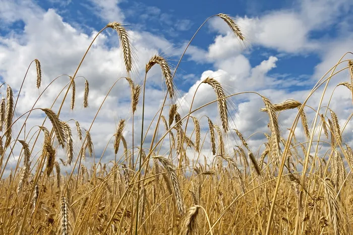Framed Print : Grain Field Print Against Cloudy Sky Framed Print : Grain Field Print Against Cloudy Sky