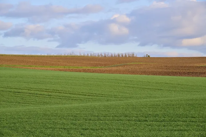 Framed Print : Bavarian Grain Field Landscape Print
