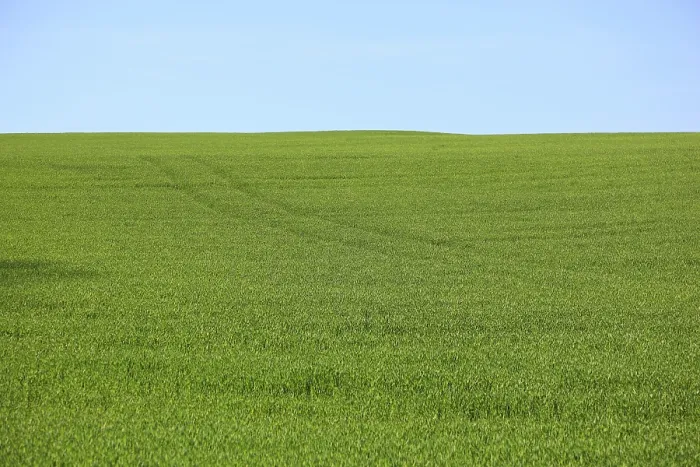 Framed Print : Green Grain Field in Spring Print Framed Print : Green Grain Field in Spring Print