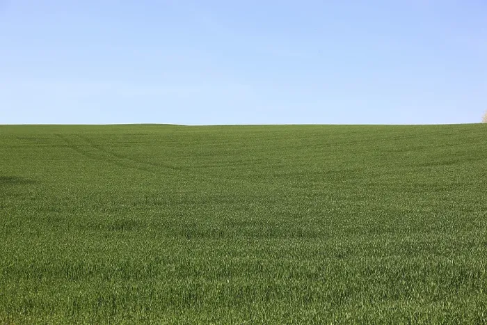 Framed Print : Green Grain Field in Spring Print Framed Print : Green Grain Field in Spring Print