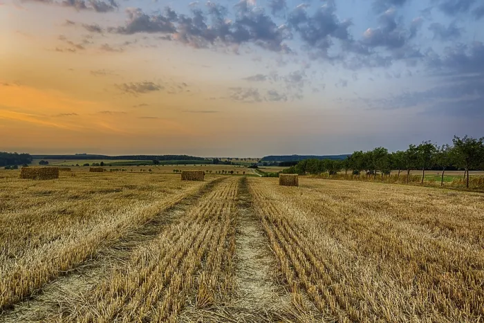 Framed Print : Grain Field in Sunset Print Framed Print : Grain Field in Sunset Print