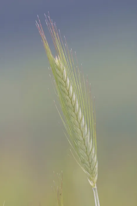 Framed Print : Grain Spike Print Framed Print : Grain Spike Print