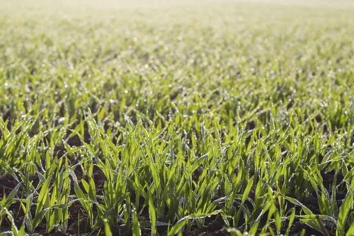 Framed Print : Agricultural Print: Grain with Dew and Sprouts Framed Print : Agricultural Print: Grain with Dew and Sprouts