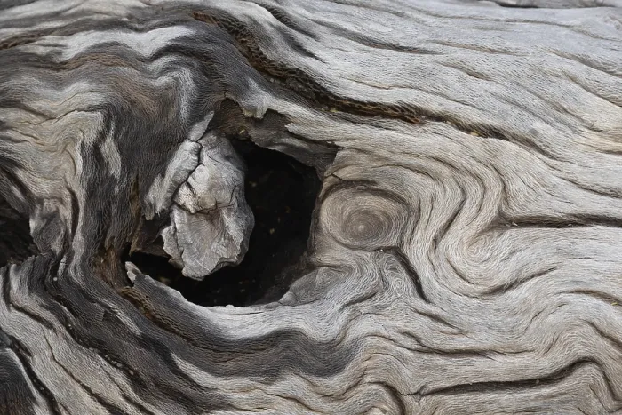 Framed Print : Tree Trunk Wood Grain Print