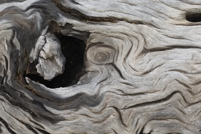 Framed Print : Tree Trunk Print: Grain, Wood Structure Framed Print : Tree Trunk Print: Grain, Wood Structure