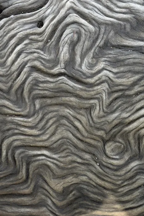 Framed Print : Wood Grain Structure Print: Tree Trunk Texture Framed Print : Wood Grain Structure Print: Tree Trunk Texture