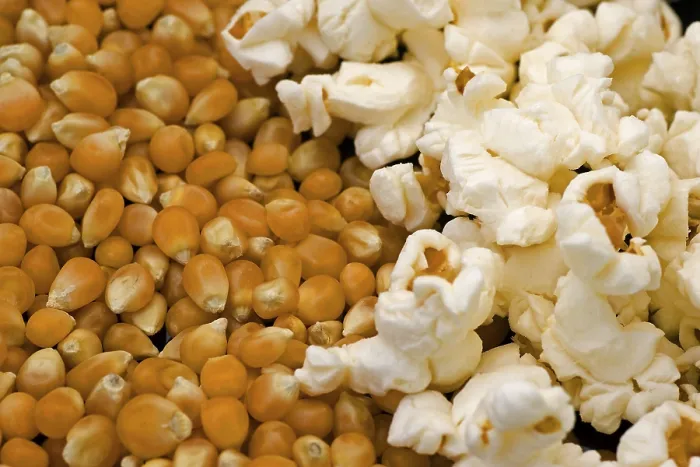 Framed Print : Grains of Maize and Popcorn Print Framed Print : Grains of Maize and Popcorn Print