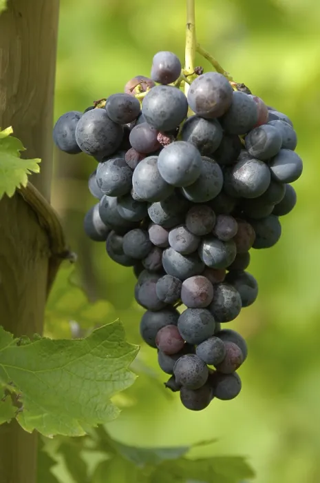 Framed Print : Grapevine Print with Vines and Grapes Framed Print : Grapevine Print with Vines and Grapes