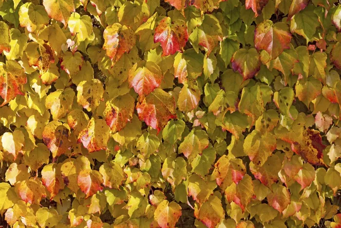 Framed Print : Grape Vine (Vitis vinifera subsp. Sylvestris) Autumn Print Framed Print : Grape Vine (Vitis vinifera subsp. Sylvestris) Autumn Print