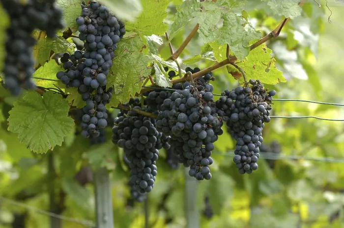 Framed Print : Grape-vines Print by ImageBROKER Framed Print : Grape-vines Print by ImageBROKER