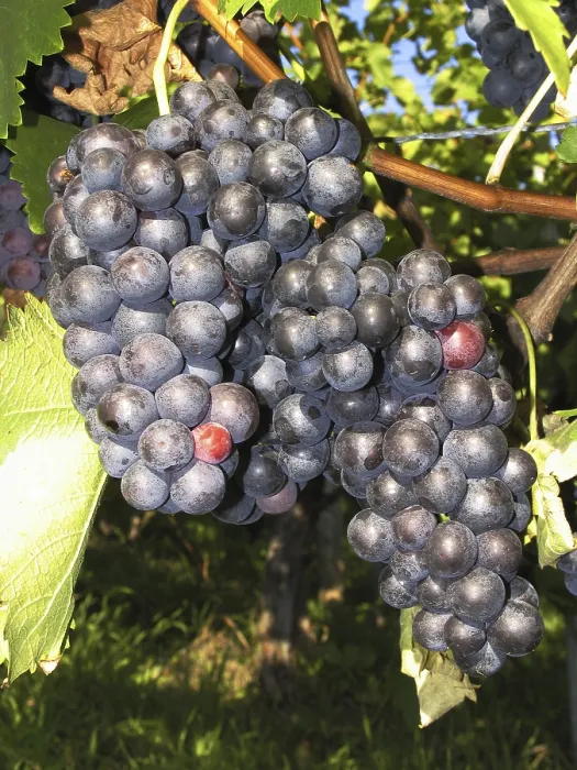 Framed Print : Grapes Print by ImageBROKER Framed Print : Grapes Print by ImageBROKER