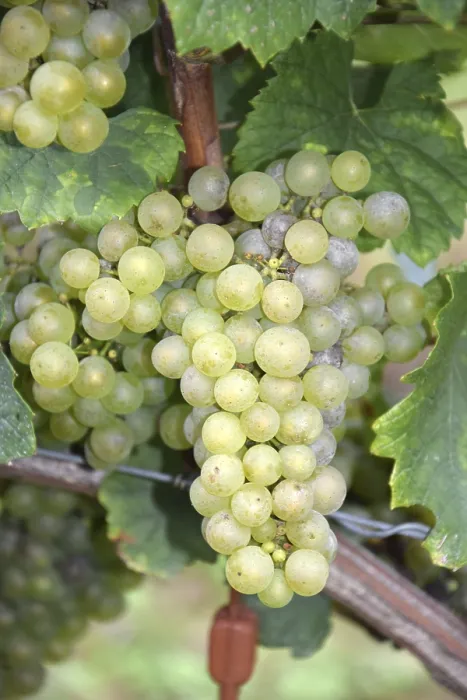 Framed Print : Grapes Grapes Print by imageBROKER Framed Print : Grapes Grapes Print by imageBROKER