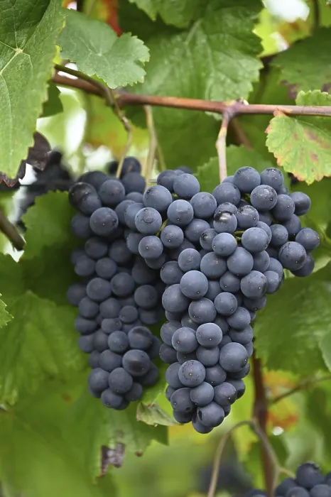 Framed Print : Grapes Print by imageBROKER Framed Print : Grapes Print by imageBROKER