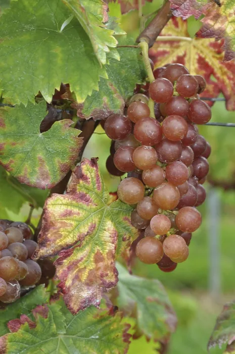 Framed Print : Grapes and Vineyard Print Framed Print : Grapes and Vineyard Print