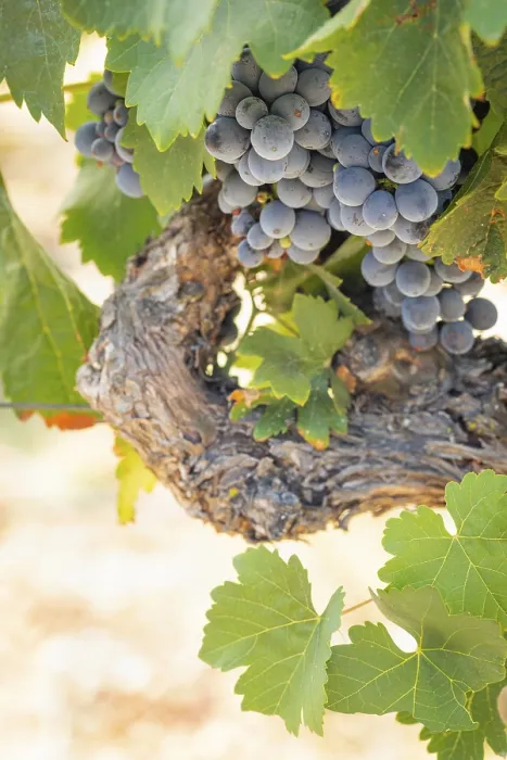 Framed Print : Temecula Vineyard Print: Grapes and Wine Vines Framed Print : Temecula Vineyard Print: Grapes and Wine Vines