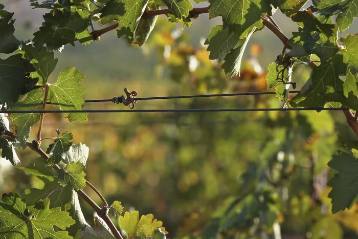 Framed Print : Temecula Vineyard Print - California, USA