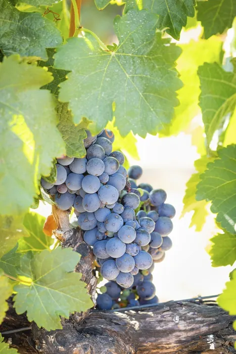 Framed Print : Temecula Vineyard Print - California Grapes Framed Print : Temecula Vineyard Print - California Grapes