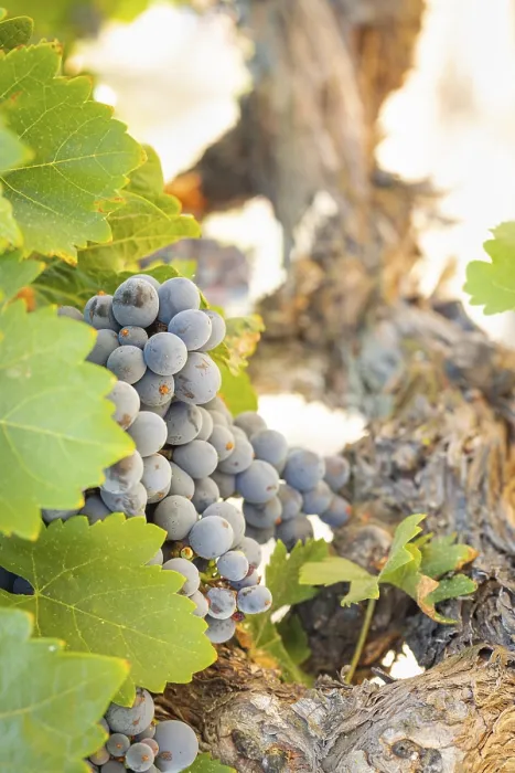 Framed Print : Temecula Vineyard Print - California Grapes Framed Print : Temecula Vineyard Print - California Grapes