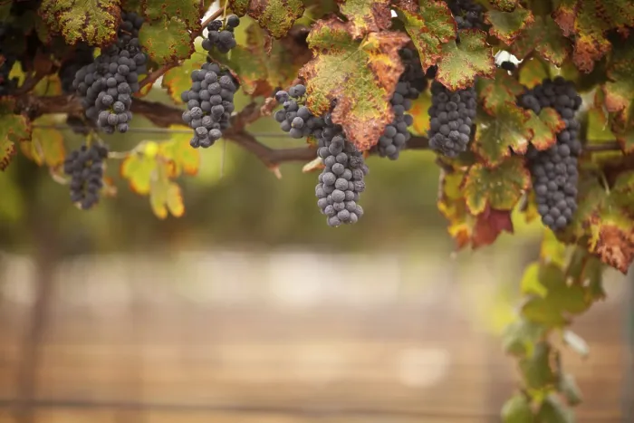 Framed Print : Temecula Vineyard Print - California Grapes Framed Print : Temecula Vineyard Print - California Grapes