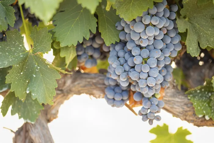 Framed Print : Temecula Vineyard Print - Grapes and Vines Framed Print : Temecula Vineyard Print - Grapes and Vines