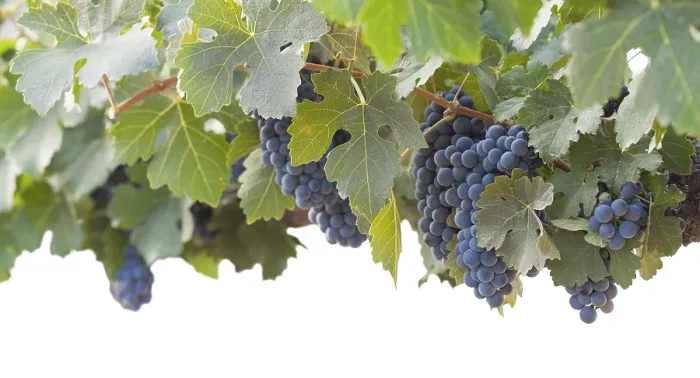 Framed Print : Temecula Vineyard Print - Grapes and Vines Framed Print : Temecula Vineyard Print - Grapes and Vines