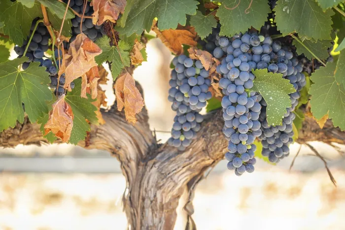 Framed Print : Temecula Vineyard Print - California Grapes Framed Print : Temecula Vineyard Print - California Grapes