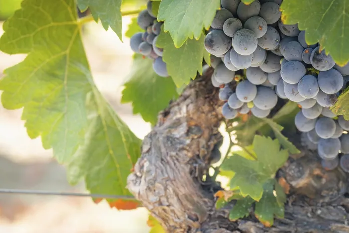 Framed Print : Temecula Vineyard Print, California Framed Print : Temecula Vineyard Print, California