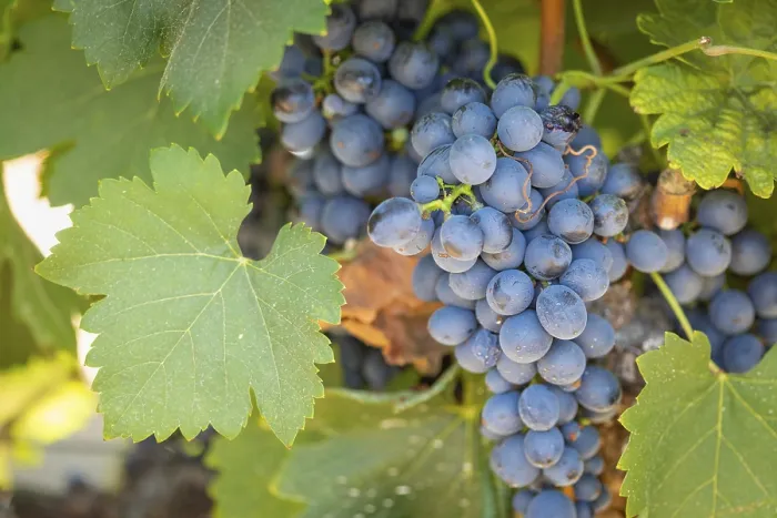 Framed Print : Temecula Vineyard Print - California Grapes Framed Print : Temecula Vineyard Print - California Grapes