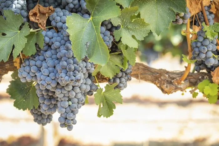 Framed Print : Temecula Vineyard Print - California Grapes Framed Print : Temecula Vineyard Print - California Grapes