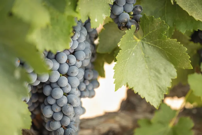 Framed Print : Temecula Vineyard Print - California, USA