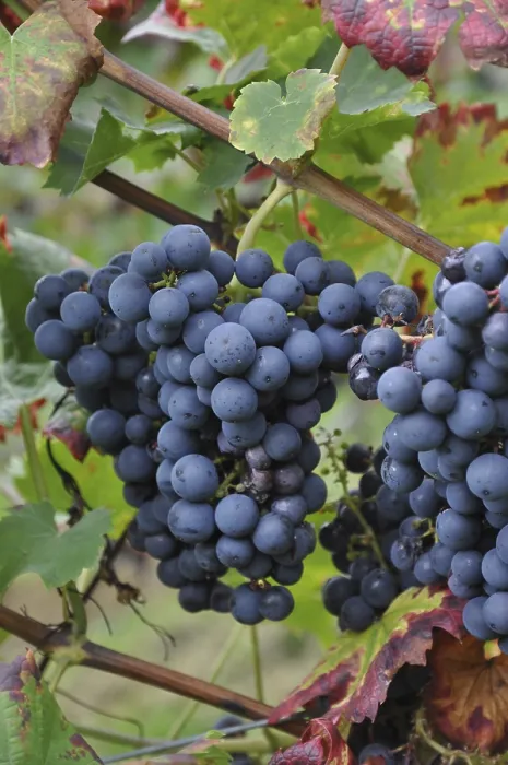 Framed Print : Grapes and Vineyard Print Framed Print : Grapes and Vineyard Print