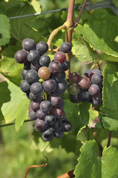 Framed Print : Grapes and Vineyard Print Framed Print : Grapes and Vineyard Print