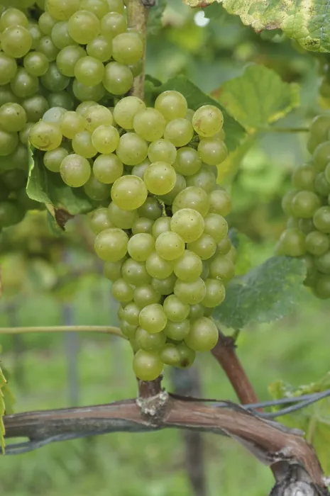 Framed Print : Grapes and Vineyard Print Framed Print : Grapes and Vineyard Print