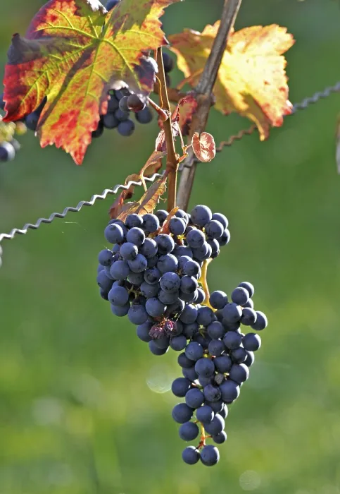 Framed Print : Grapes on a Grapevine Print Framed Print : Grapes on a Grapevine Print